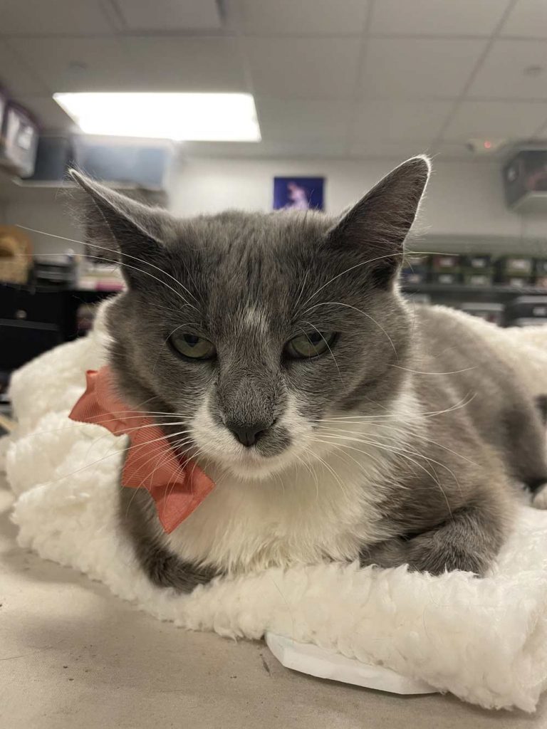A cat with gray and white fur and green eyes sits on a white fleece blanket. She wears an orange bowtie.